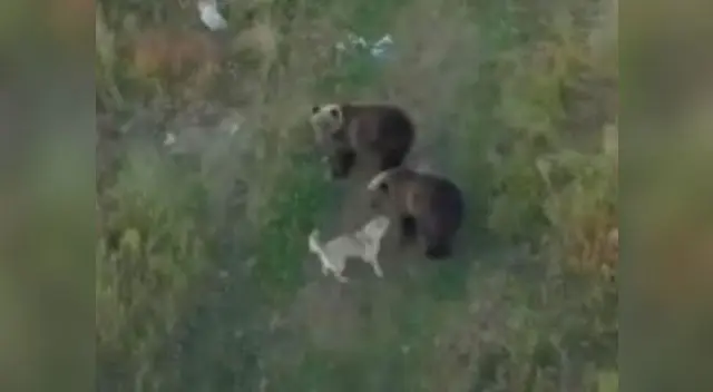 Tierno video entre un perro y un grupo de osos