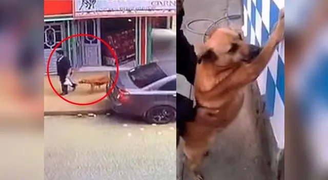 Policía emprende persecución contra perro que fue captado robando a un hombre Policía emprende persecución contra perro que fue captado robando a un hombre