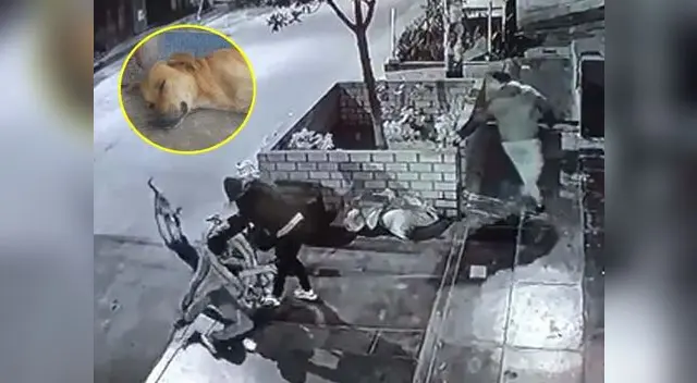 Perro héroe tendrá un hogar gracias a ayuda de los vecinos Perro héroe tendrá un hogar gracias a ayuda de los vecinos