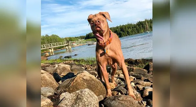 Video viral en YouTube muestra cómo el pequeño 'Murray' sobrevivió con el amor de su nueva familia Video viral en YouTube muestra cómo el pequeño 'Murray' sobrevivió con el amor de su nueva familia