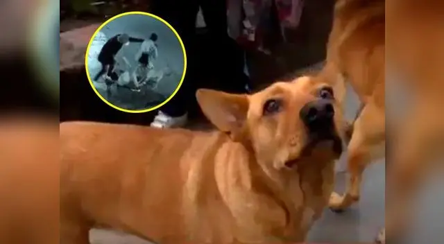 En la imagen trazada se observa a "Gringo" deteniendo a los delincuentes con una mordida