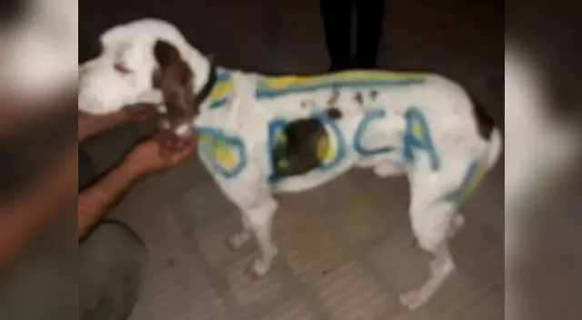 Boca vs. River: carnicero pinta de colores azul y oro a su perro por la final de la Libertadores Boca vs. River: carnicero pinta de colores azul y oro a su perro por la final de la Libertadores