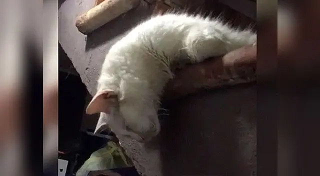 La felina se encontraba en un profundo sueño La felina se encontraba en un profundo sueño