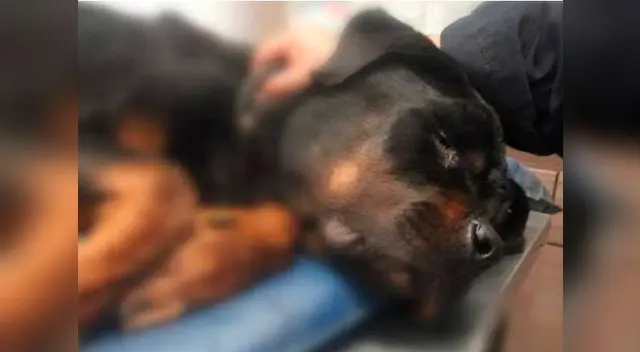 El Agustino: perrito fue hallado muerto tras ser abandonado por serenazgo 