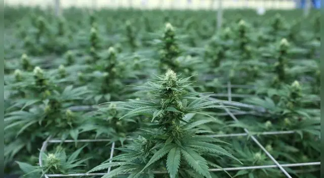 Oficial de Canadá comió chocolate con marihuana Oficial de Canadá comió chocolate con marihuana