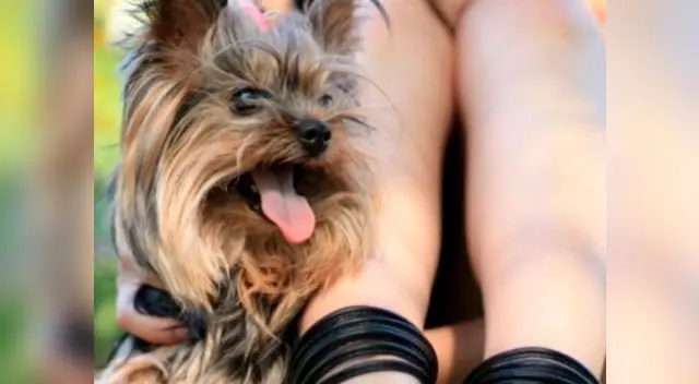 Niña muere tras salvar la vida a su mascota Niña muere tras salvar la vida a su mascota