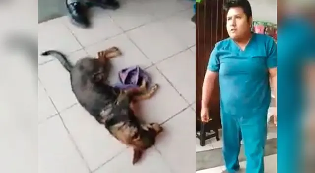 Veterinario se niega atender a perrito herido porque nadie le va a pagar 
