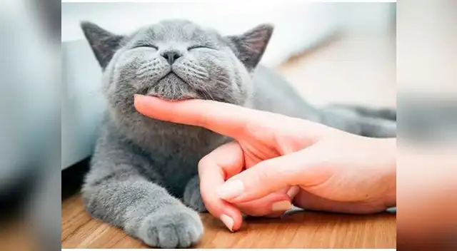 La piel es uno de los órganos más sensibles del gato y es propensa a enfermedades