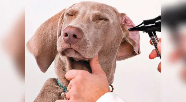 Los oídos deben limpiarse por lo menos una vez a la semana