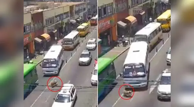 Perrito fue atropellado y dejado a su suerte en Tacna Perrito fue atropellado y dejado a su suerte en Tacna