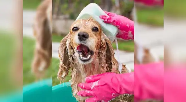 Mascotas libres de pulgas y garrapatas Mascotas libres de pulgas y garrapatas