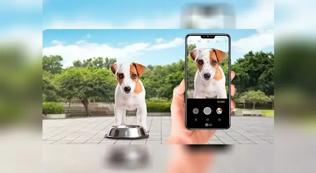 Muchos perros y gatos alrededor del mundo tienen su propia cuenta de Instagram o Facebook, donde sus familias publican los momentos más tiernos de sus mascotas