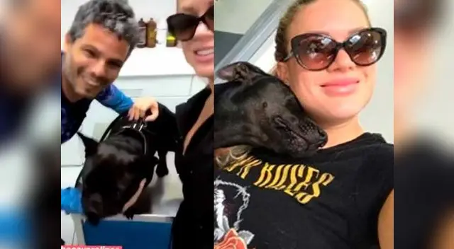 Papi Shaw tenía problemas respiratorios que presenta su raza Papi Shaw tenía problemas respiratorios que presenta su raza