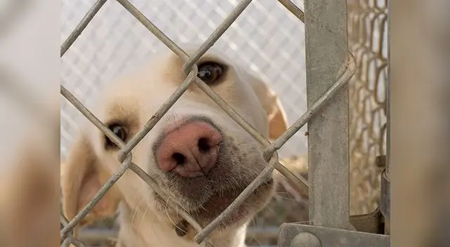 Perrito es sentenciado por grave delito