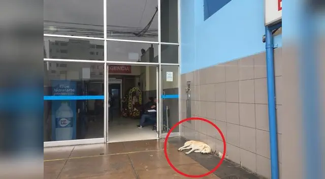 Perrito está ubicado en la cuadra 2 de la av. Angamos, en Miraflores