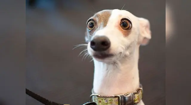 Perro sorprende con radical reacción