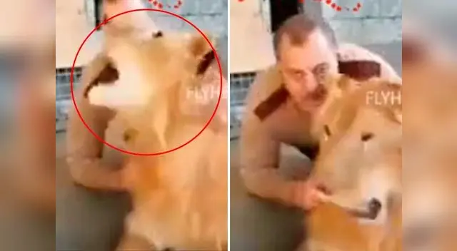 Al felino no le gustó lo que le hizo el supuesto domador