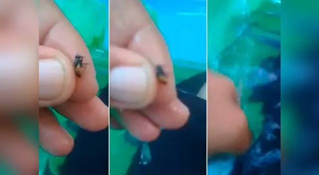 Sujeto torturó a abeja y usuarios lo han calificado como un acto de maltrato animal Sujeto torturó a abeja y usuarios lo han calificado como un acto de maltrato animal