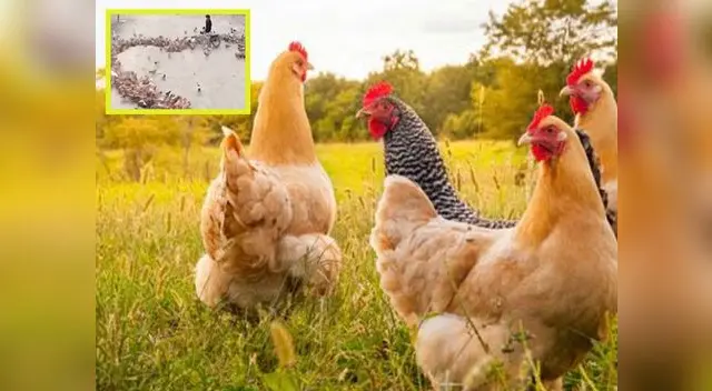 Tierna declaración de amor con gallinas genera alboroto en redes Tierna declaración de amor con gallinas genera alboroto en redes