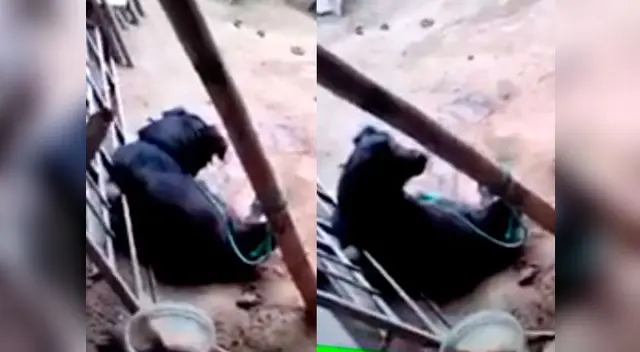 Perrito es atado a poste 