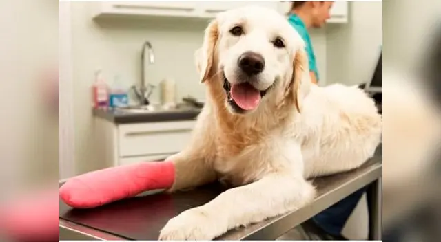 Los perros necesitan ejercitarse como mínimo una vez al día, para evitar la fragilidad de sus huesos Los perros necesitan ejercitarse como mínimo una vez al día, para evitar la fragilidad de sus huesos