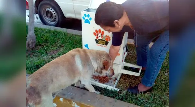 Implementan dispensadores de comida para perros 