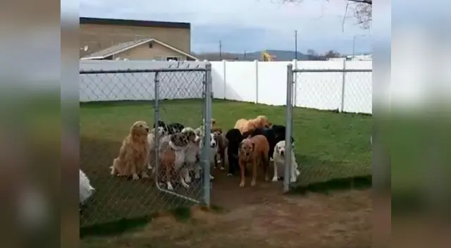 Grupo de perros conmueve las redes sociales