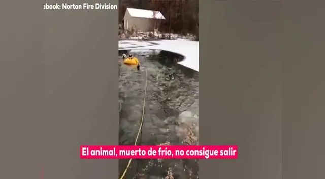 Animal quedó atrapado en estanque de agua