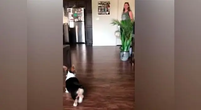 Perro se vuelve viral por locura de amor