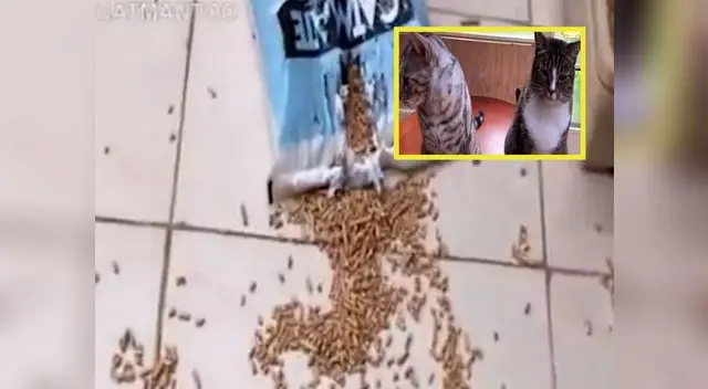 Tierna travesura termina de manera épica Tierna travesura termina de manera épica