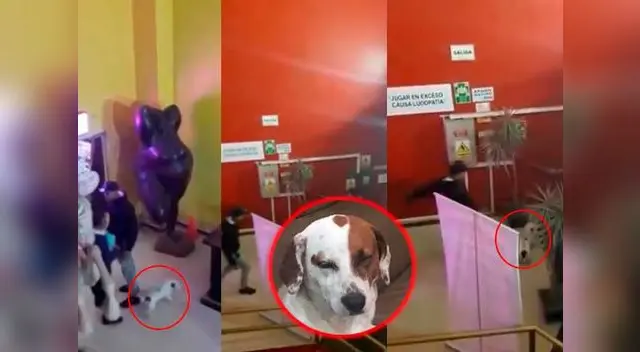 Extranjero agredió también al personal del casino Extranjero agredió también al personal del casino