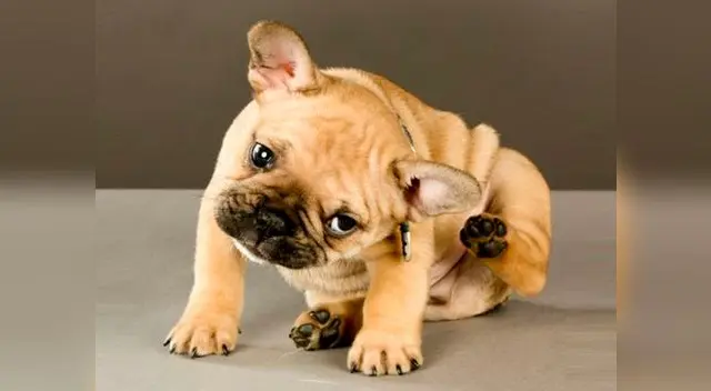 Las garrapatas son parásitos  difíciles  de combatir