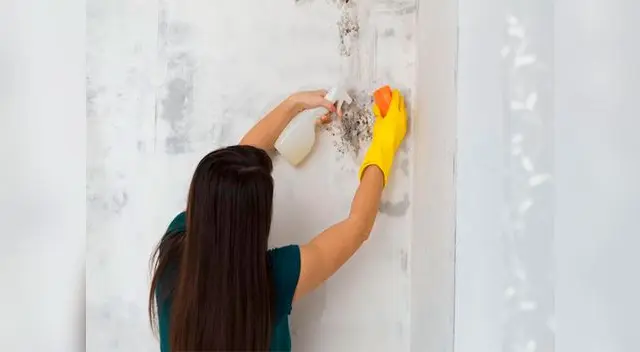 Los baños y la cocina deben limpiarse constantemente para prevenir la formación de hongos en paredes y techos Los baños y la cocina deben limpiarse constantemente para prevenir la formación de hongos en paredes y techos