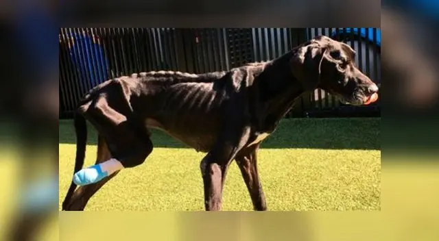 Perro se comió su propia pata para no morir de hambre Perro se comió su propia pata para no morir de hambre