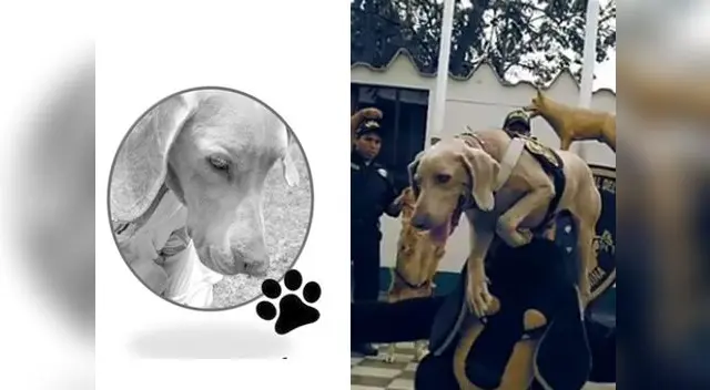 Policía dedica emotivo mensaje a perrito Policía dedica emotivo mensaje a perrito