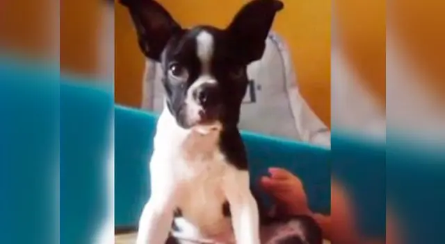 El pequeño pide que le devuelvan a su perrito 