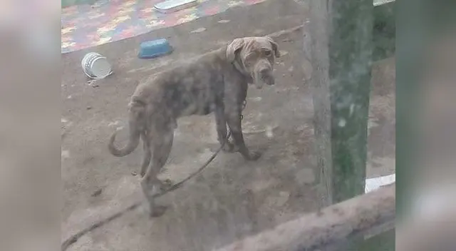 Denuncia de maltrato animal se viraliza en redes