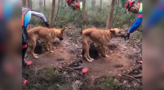 Perrito es abandonado para muera de hambre y sed