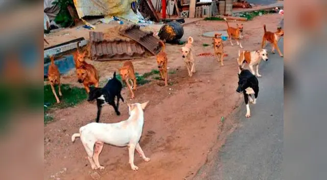 Imagen viral en redes sociales retrata la frase que "el perro es el mejor amigo del hombre".