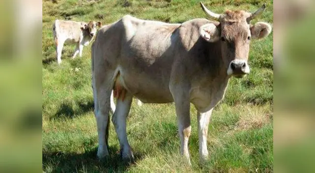Impresionante ataque de una vaca quedó registrado en video