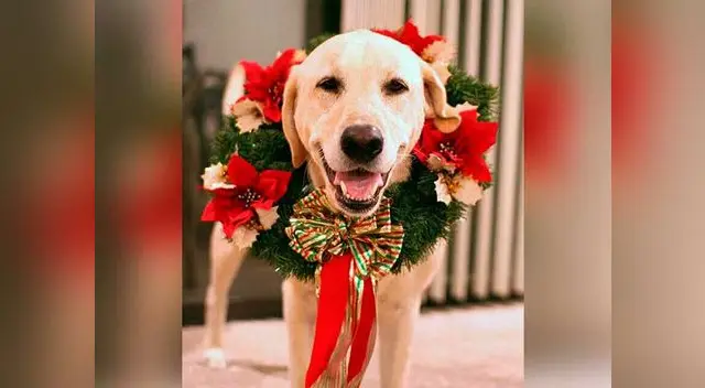 Navidad: ¿Cómo vestir a tu perro para esta fecha? | Foto: Pinterest Navidad: ¿Cómo vestir a tu perro para esta fecha? | Foto: Pinterest