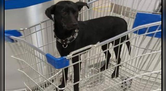 Perrita fue abandonada en conocido centro comercial y buscan a su familia Perrita fue abandonada en conocido centro comercial y buscan a su familia