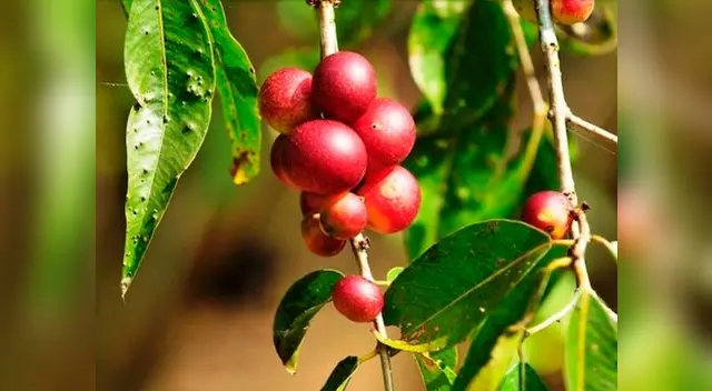 El camu camu previene enfermedades degenerativas como el Parkinson