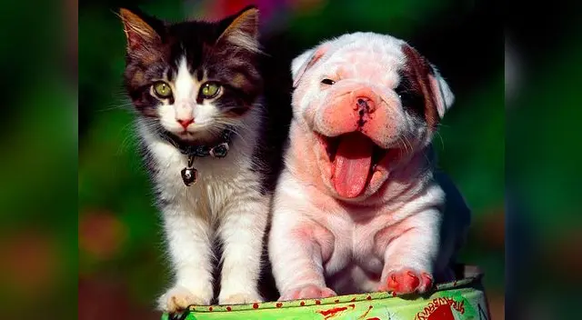 Desde redes sociales puedes participar de la campaña “Felices Fiestas Mascotas”