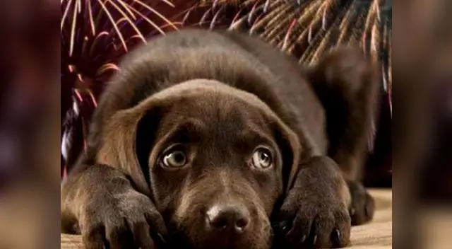Como proteger a tus mascotas de la explosión de pirotécnicos Como proteger a tus mascotas de la explosión de pirotécnicos