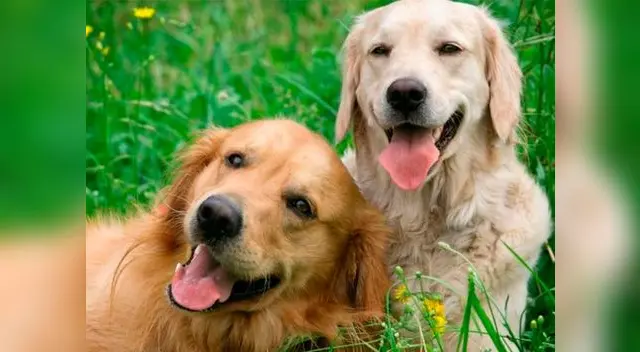 SOAT podría cubrir atención para mascotas que sufran accidentes de tránsito  