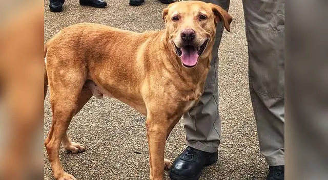 La historia del pobre animal se ha vuelto viral en Facebook