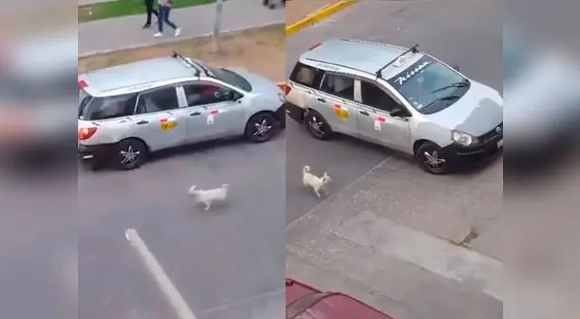 Abandonan a perrito en plena calle Abandonan a perrito en plena calle
