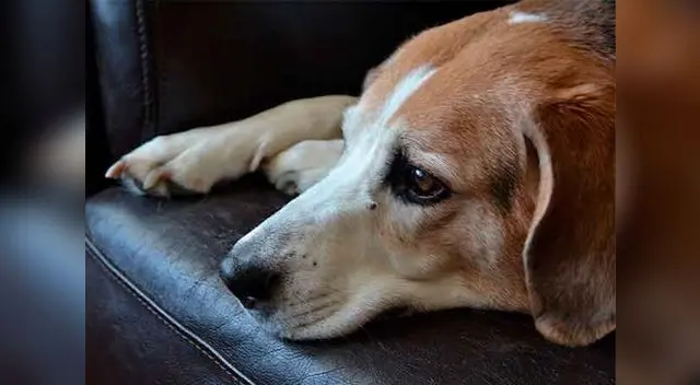 El perrito necesita interacción contigo y más juegos