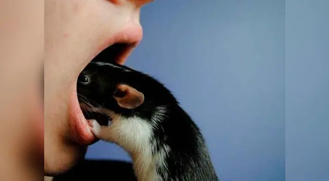 En la India, la rata es el manjar que no puede faltar en la mesa